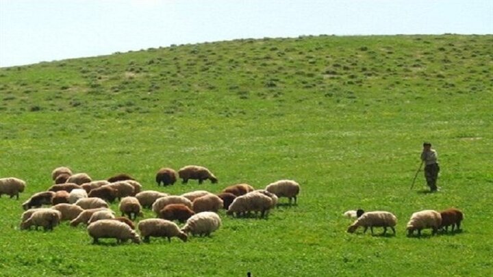 دام سبک؛ مصداق بارز اقتصاد مقاومتی و امنیت غذایی