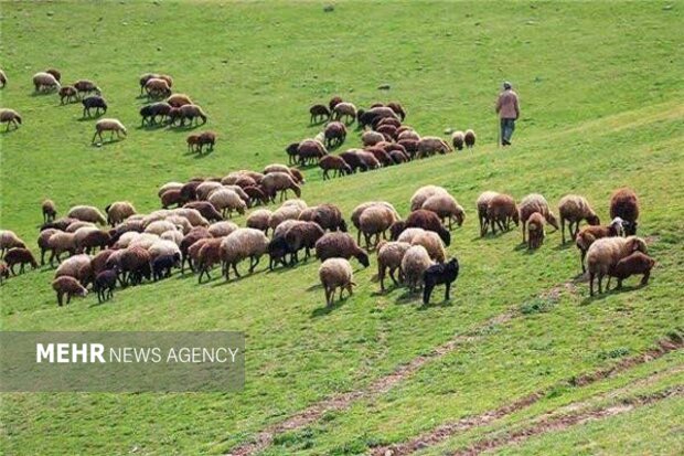 تحول در مؤسسه تحقیقات جنگل‌ها و مراتع از تولید دانش تا نسخه‌های عملی