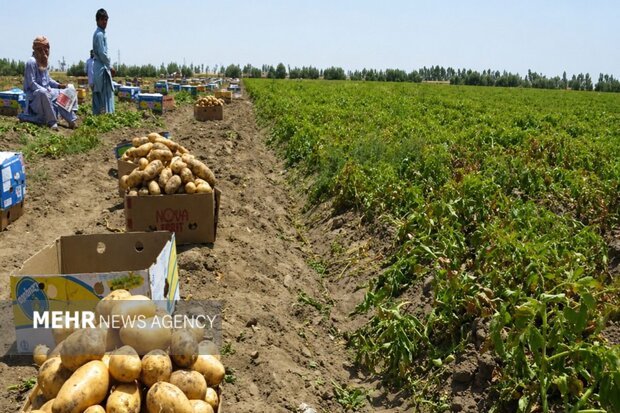 نقش تشکل‌های کشاورزی در مدیریت بازار تقویت می‌شود