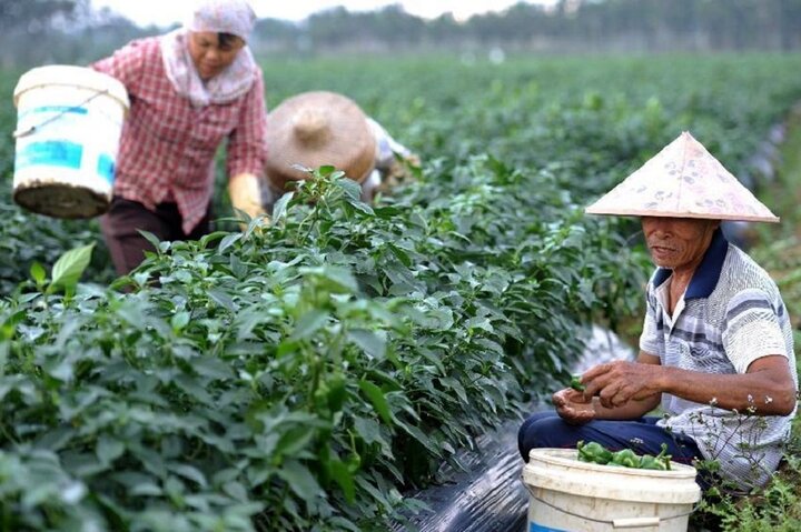 چالش‌های منابع پایه در کشاورزی چین