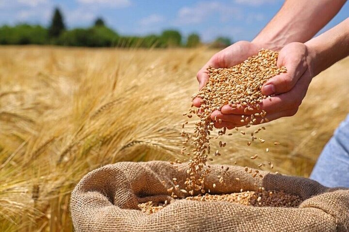 پرداخت ۵۰ همت از مطالبات گندمکاران تا چند روز آینده